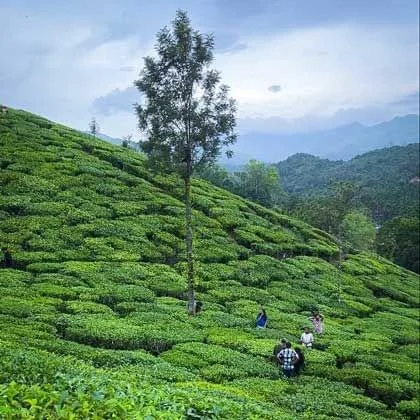 samse tea estate